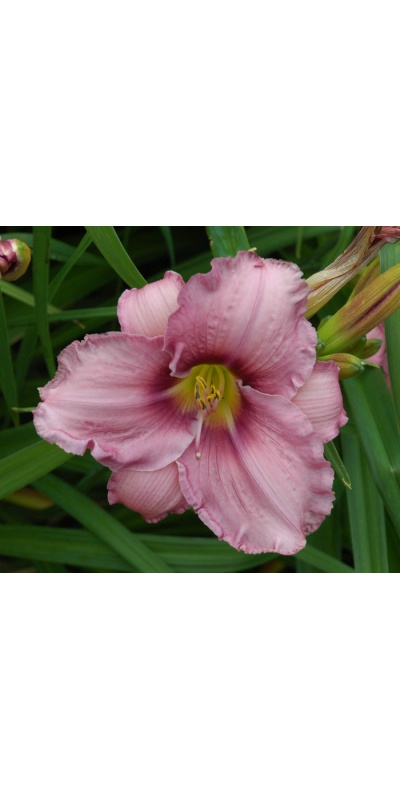 OLALLIE HENRY BROMELL (22-05)