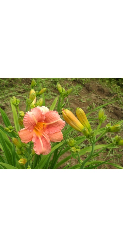 OLALLIE WILLIAM BROMELL (7-11)