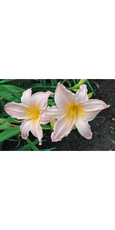 OLALLIE PINK LADY