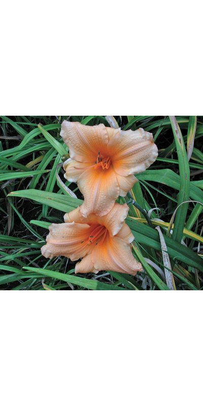 olallie-ellen-8-9-01-500px