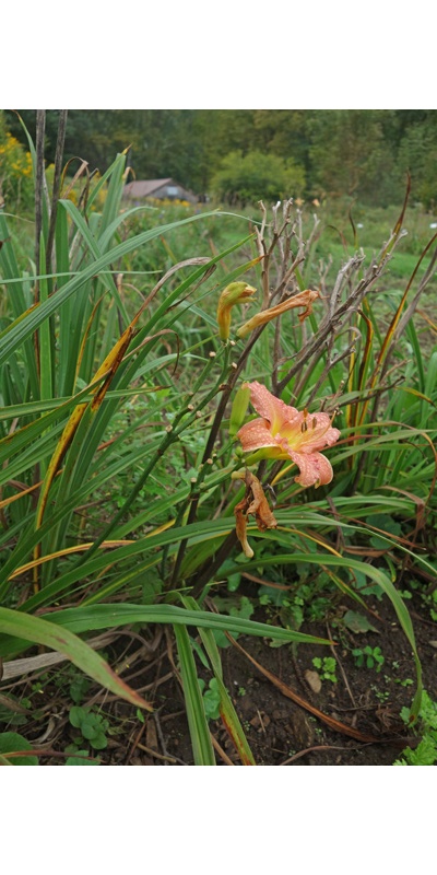 OLALLIE FLOYE'S FAVORITE (19-07)