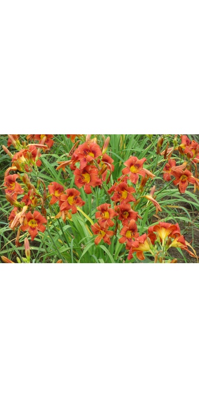 OLALLIE KEITH STONE'S SUNSET(40-09)