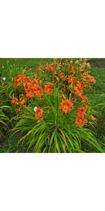 OLALLIE KEITH STONE'S SUNSET(40-09)