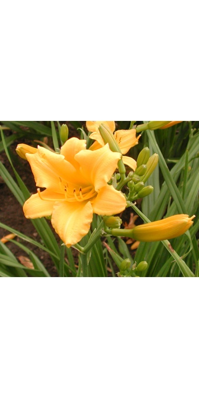 OLALLIE LASS