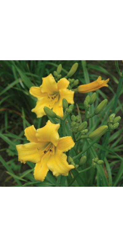 OLALLIE LASS