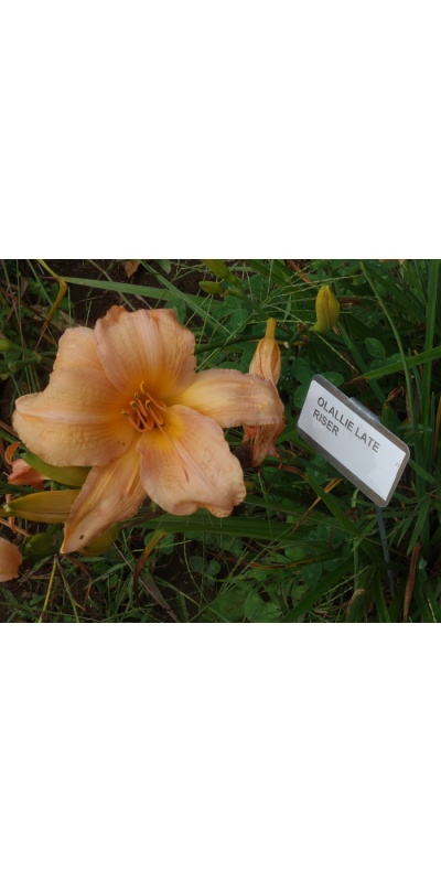 OLALLIE LATE RISER