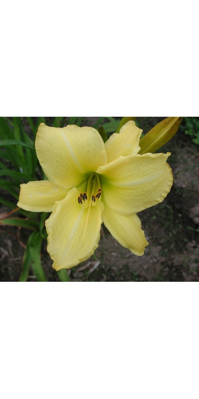 OLALLIE LIME