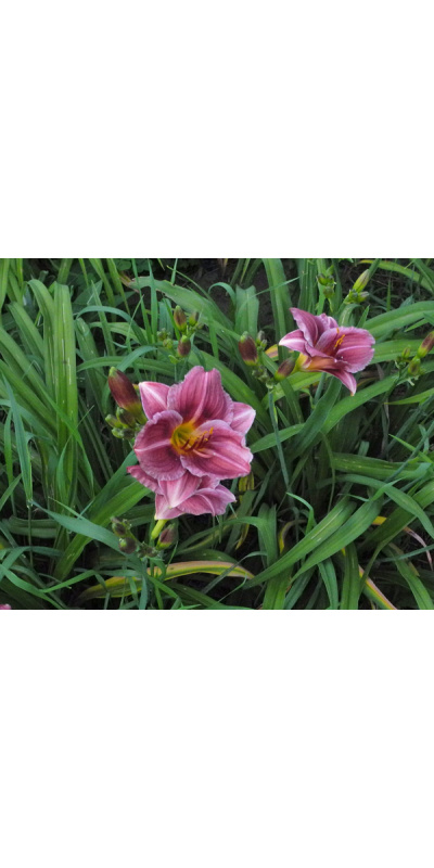 olallie-mai-oh-mai-600px