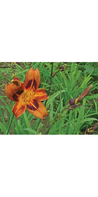 olallie-maureen-close-500px