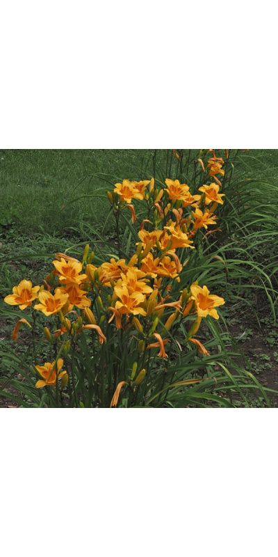 olallie-my-john-23-row-600px