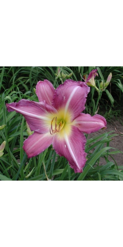 OLALLIE PERKY PURPLE
