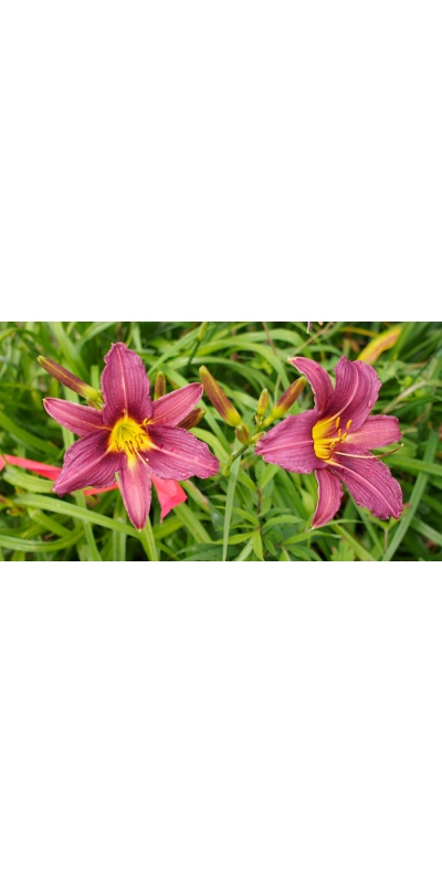OLALLIE PURPLE PASSION