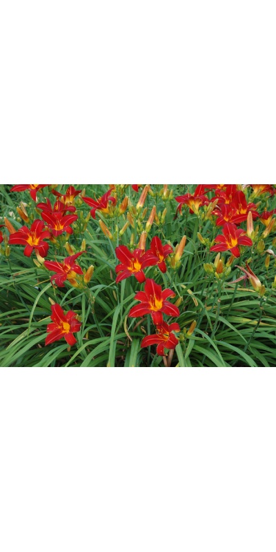 OLALLIE RED