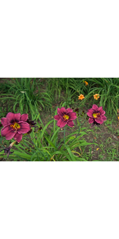 olallie-riggs-600px