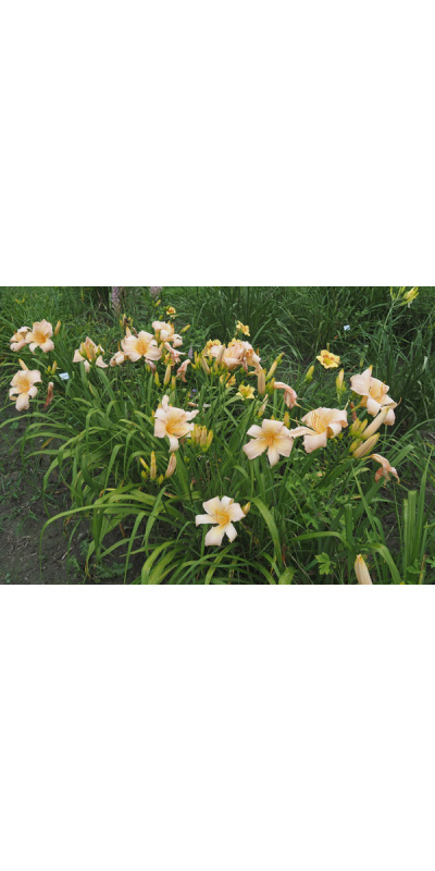 olallie-rosemary-burgess-23b-600px