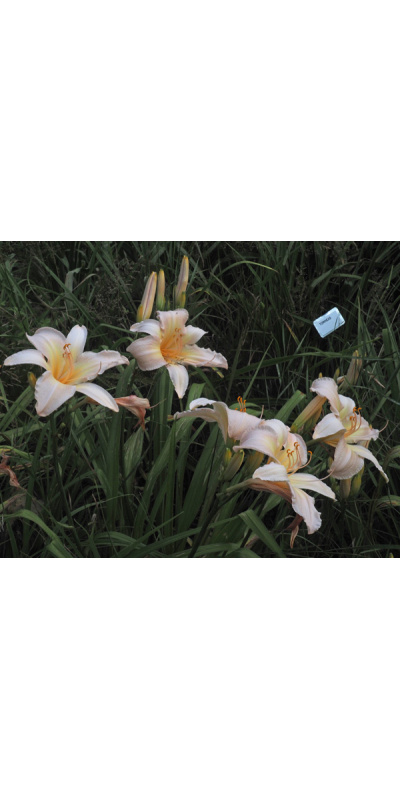 olallie-rosemary-burgess-23y-600px