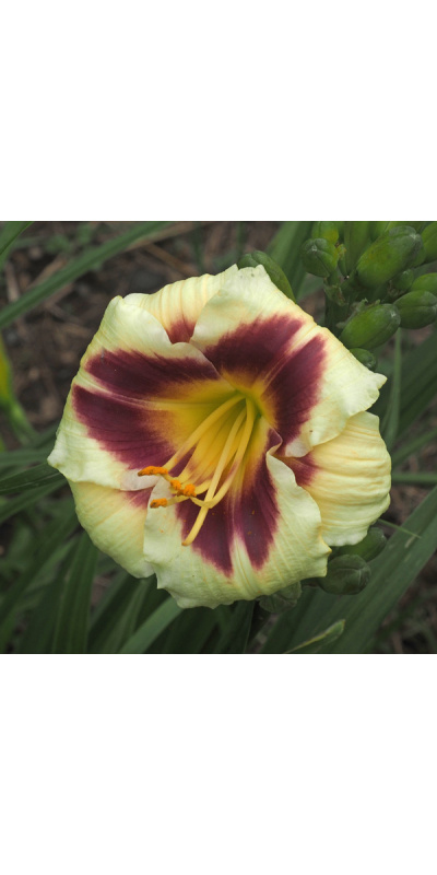 olallie-saras-delight-23a-600px