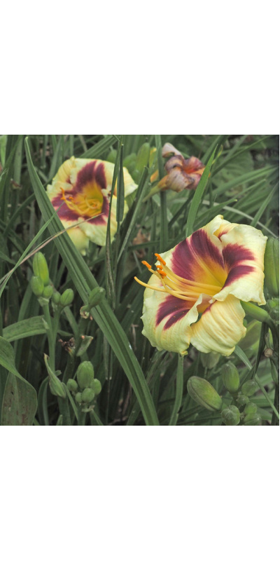 olallie-saras-delight-23b-600px