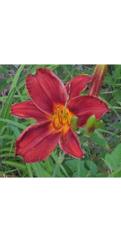 olallie-star-of-noelle