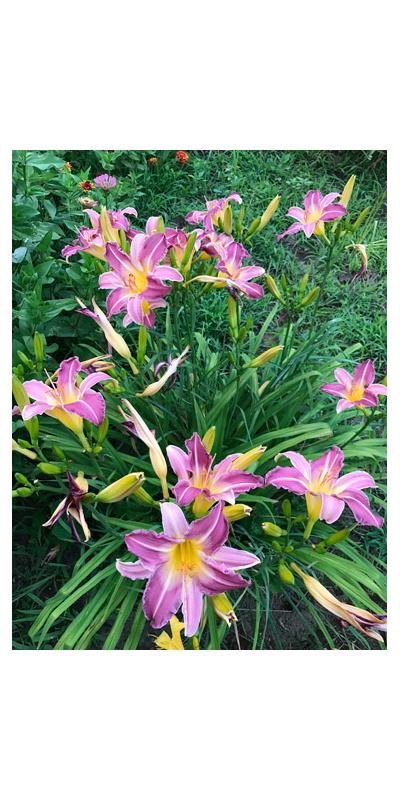 olallie-tiffany-sreca-500px