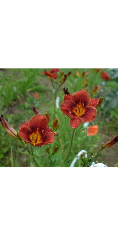 OLALLIE VERNAL CHERRY