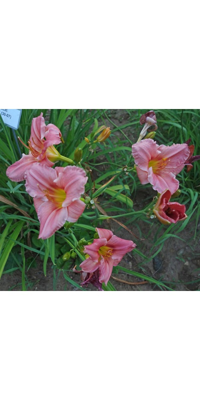OLALLIE WENDY (30-07) (VT)