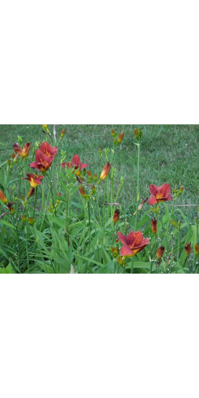 OLALLIE VERNAL CHERRY