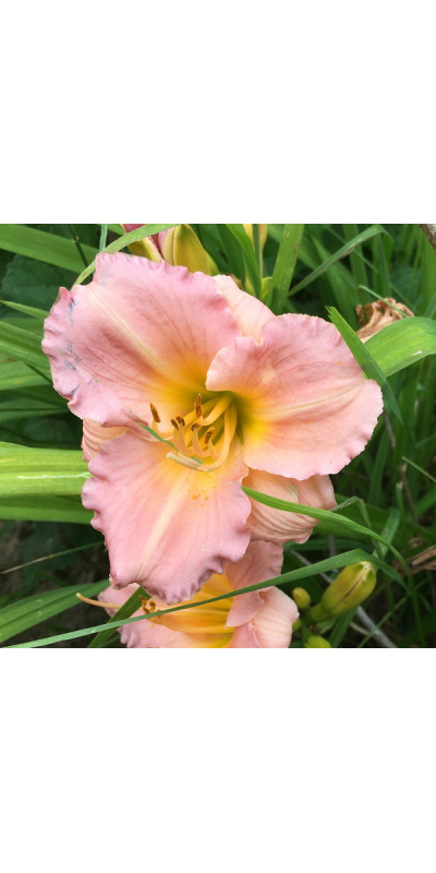 pink-bd-29