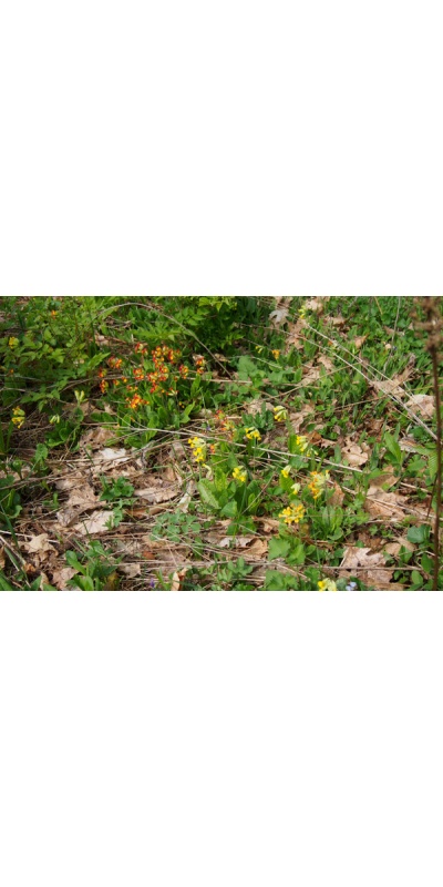Primula veris