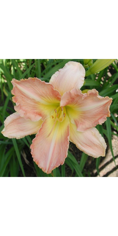 RUFFLED PANTALOONS