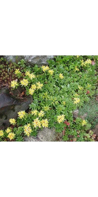 2nd Year low Sedum mix