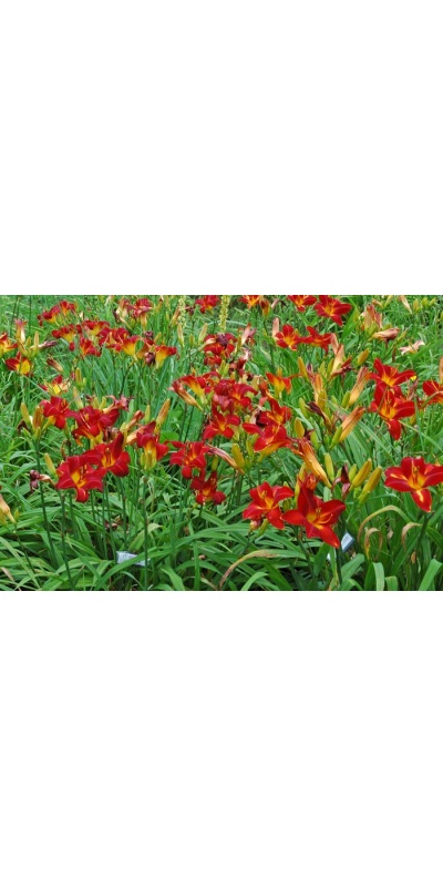 VIRTUALLY VELVET (VT)