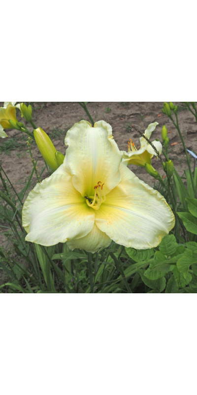 vnw-pinched-petals-600px