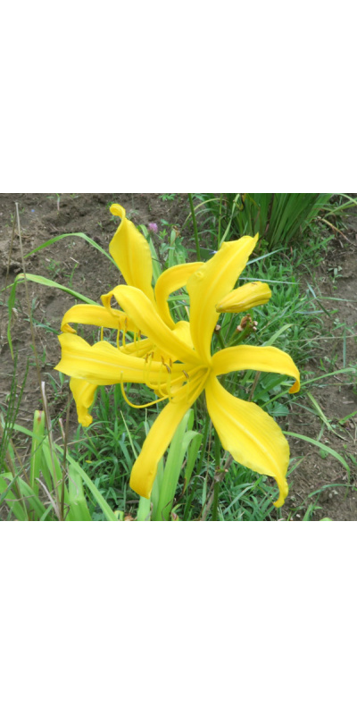 yellow-pygmy-600px