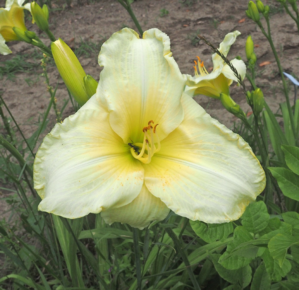 vnw-pinched-petals-600px